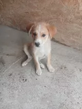 Copper Bild 2
