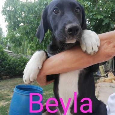 Beyla