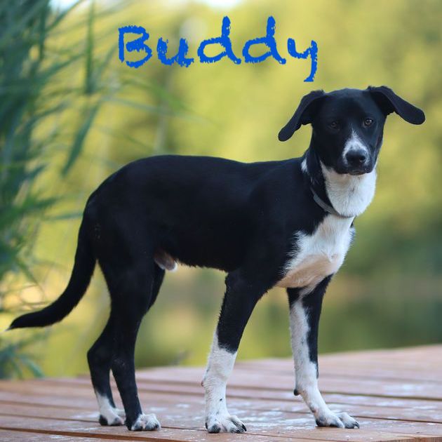 Buddy II
