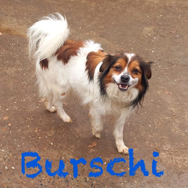 Burschi