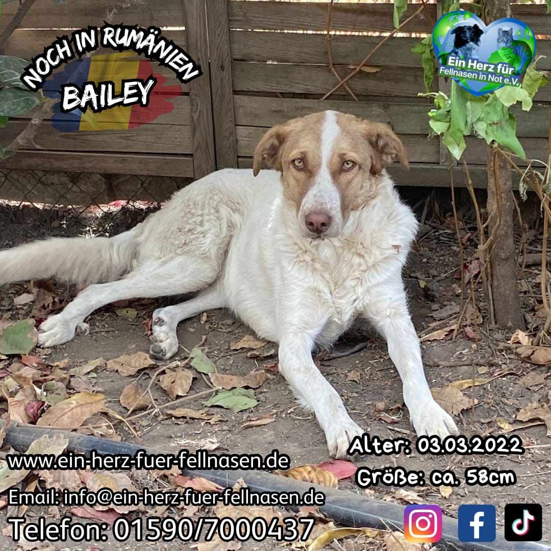 BAILEY