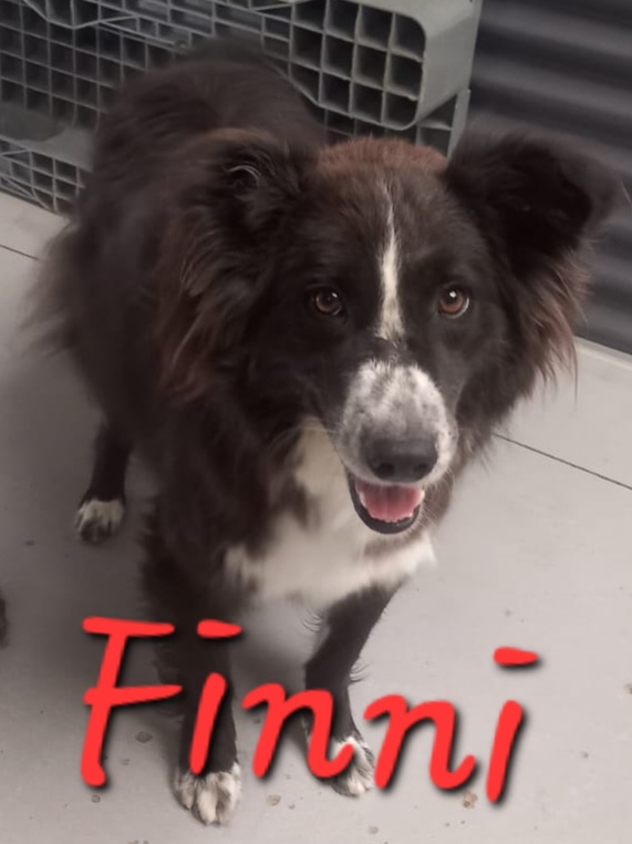FINNI